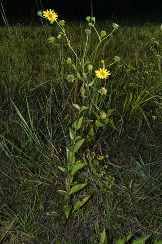 Image of Silphium perplexum by (c) Brian Finzel, some rights reserved (CC BY-SA)