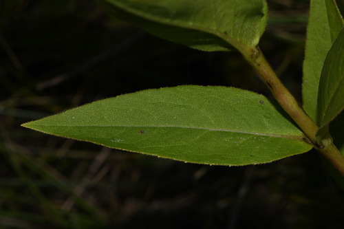 Image of Silphium perplexum by (c) Brian Finzel, some rights reserved (CC BY-SA)
