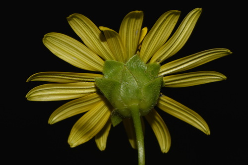 Image of Silphium perplexum by (c) Brian Finzel, some rights reserved (CC BY-SA)