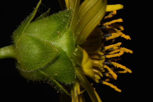 Image of Silphium perplexum by (c) Brian Finzel, some rights reserved (CC BY-SA)