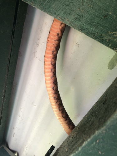 Brown Tree Snake sighting