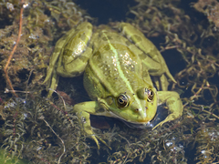 Pelophylax