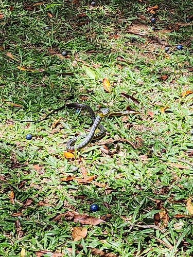 Common Tree Snake sighting