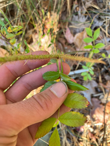 Image of Rosa nitida by no rights reserved