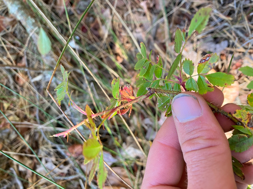 Image of Rosa nitida by no rights reserved