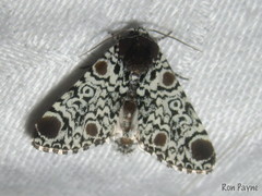 Harrisimemna trisignata