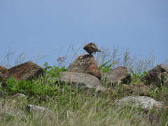 Alauda gulgula coelivox