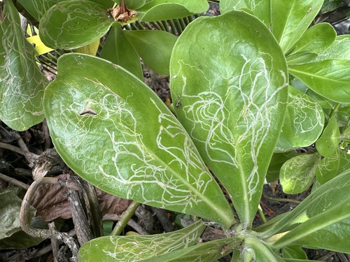 Leafminer fly