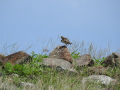 Alauda gulgula coelivox