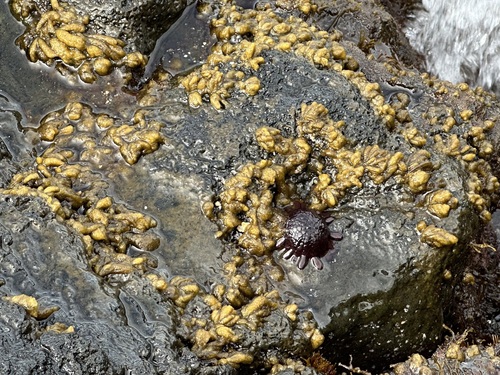 Asteronema breviarticulatum observed 2024-10-10