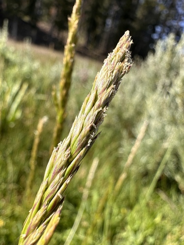 Image of Graphephorum wolfii by (c) Matt Berger, some rights reserved (CC BY)