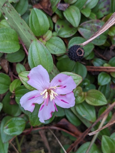 Melastoma dodecandrum, photograph 6