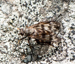 Tabanomorpha