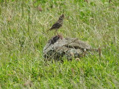 Alauda gulgula coelivox