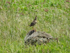 Alauda gulgula coelivox