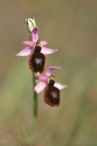 Ophrys bertolonii Moretti