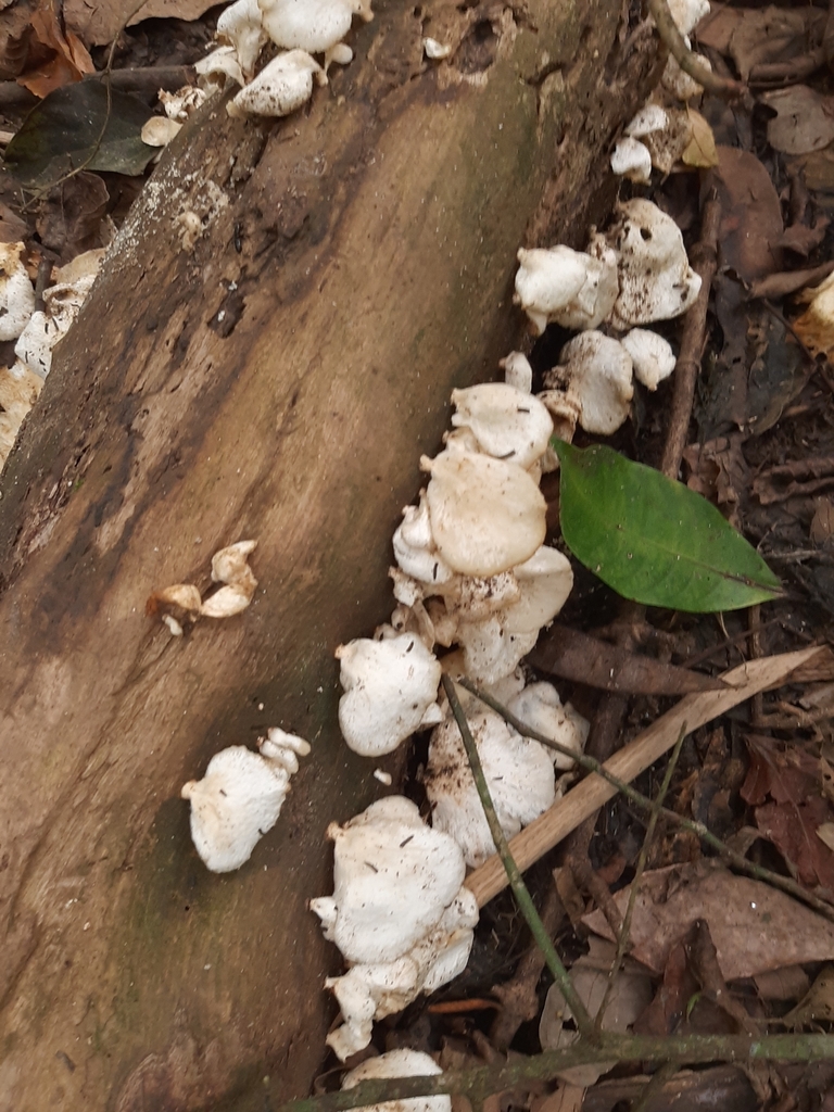 Favolus brasiliensis · October 2024 · photo: © yoannisd (iNaturalist, cc-by)