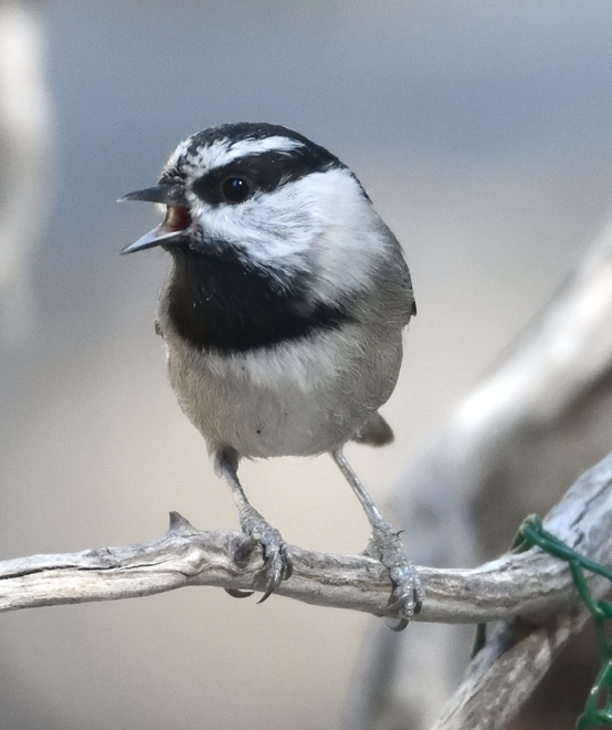 Mountain Chickadee illustration