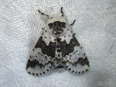 Furcula borealis