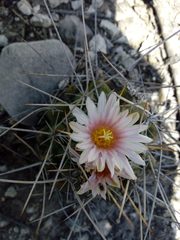 Thelocactus tulensis