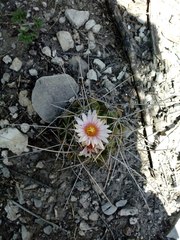 Thelocactus tulensis