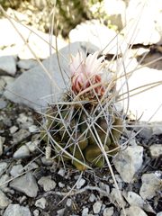 Thelocactus tulensis