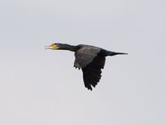 Phalacrocorax carbo