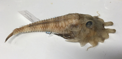 Jaggedhead Armoured Gurnard photo 2