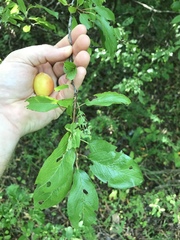 Prunus munsoniana