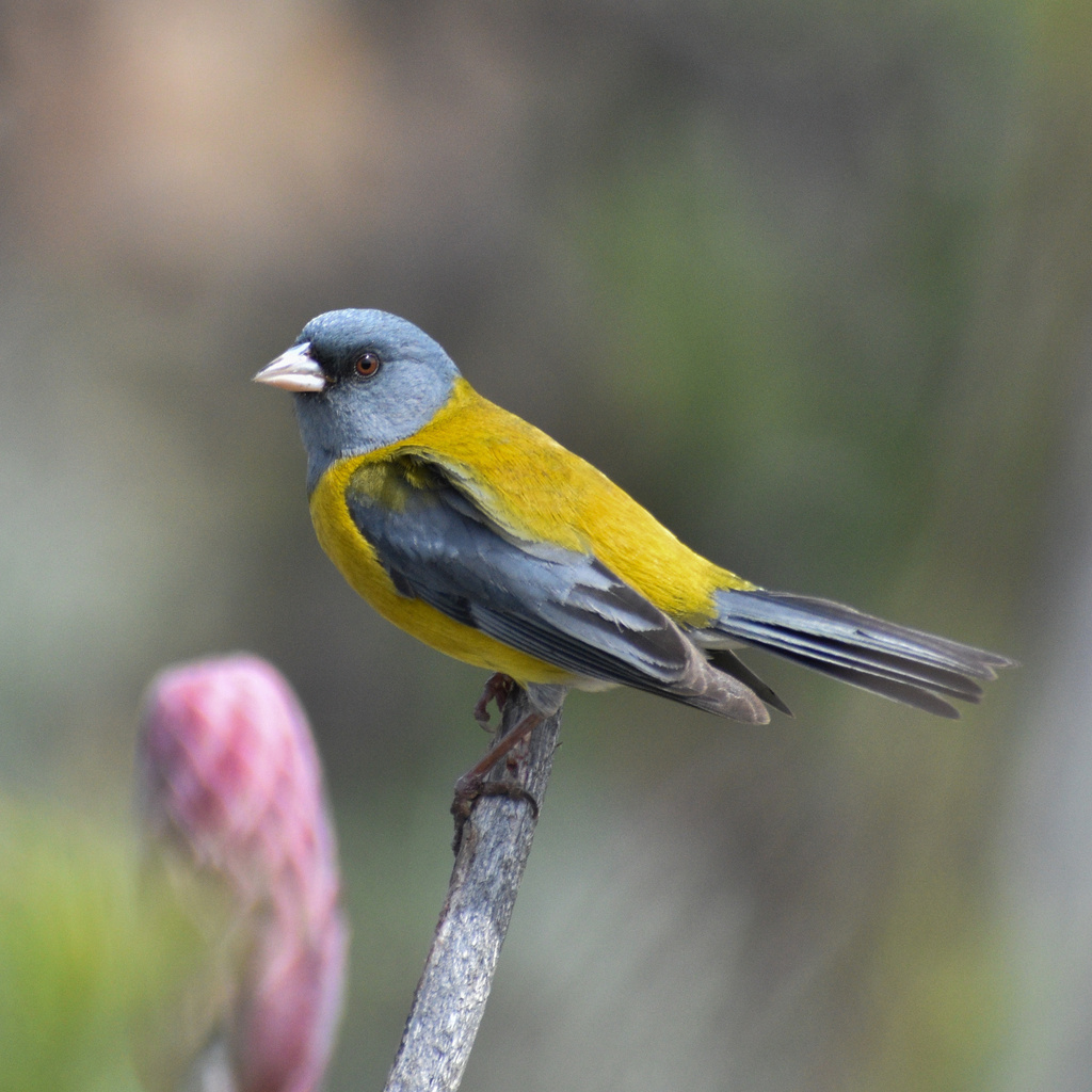 Hooded Sierra-Finches