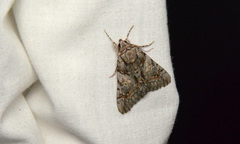 Catocala verrilliana