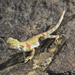 Tuvan Toad-headed Agama - Photo (c) Donald Hampton, some rights reserved (CC BY-SA), uploaded by Donald Hampton