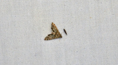 Petrophila confusalis