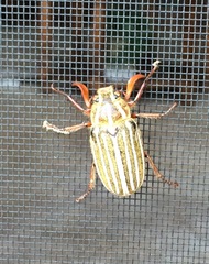 Polyphylla decemlineata