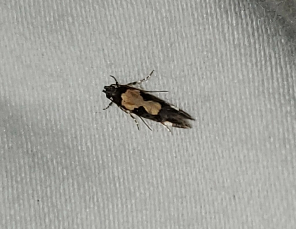 Red-necked Peanutworm Moth from Newton County, TX, USA on October 1 ...