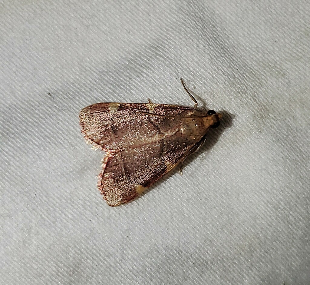 Yellow-fringed Dolichomia Moth from Newton County, TX, USA on October 1 ...