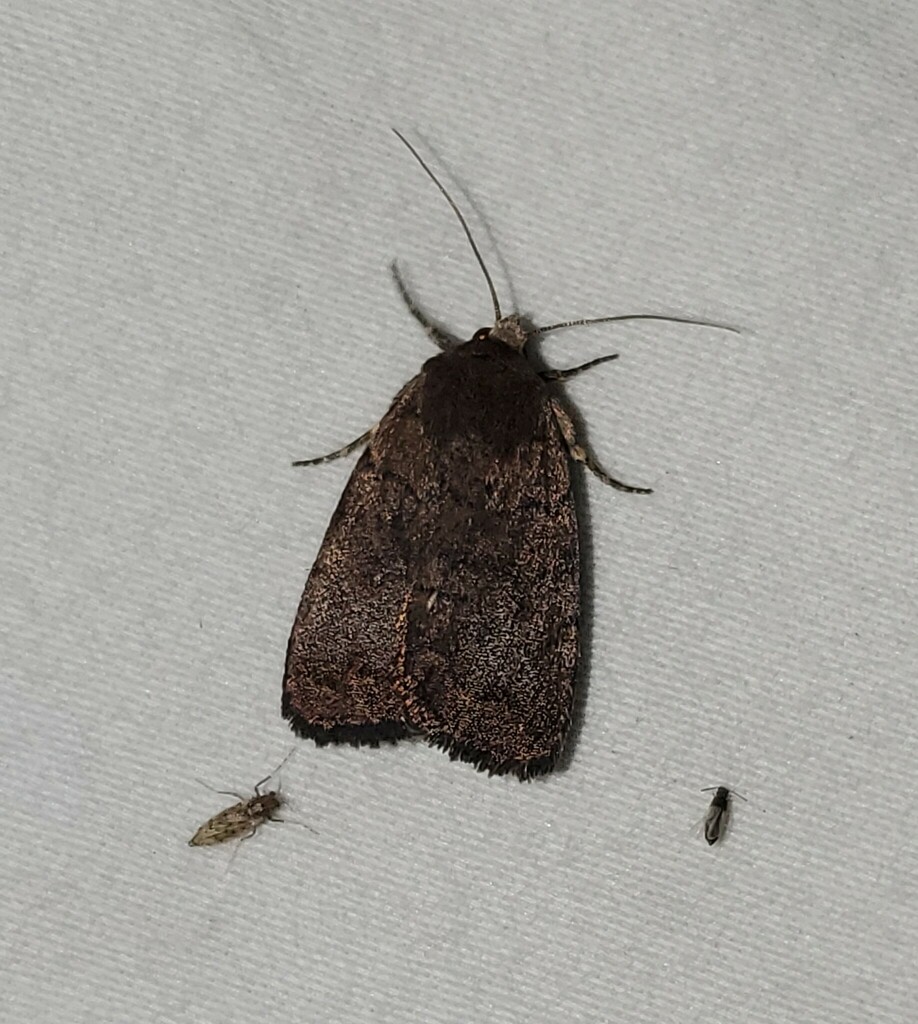 Slowpoke Moth from Newton County, TX, USA on October 1, 2024 at 09:26 ...