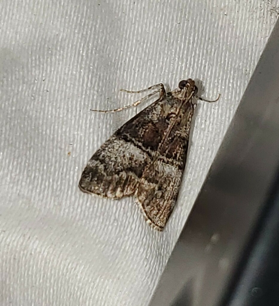 Pine Webworm Moth from Newton County, TX, USA on October 1, 2024 at 09: ...