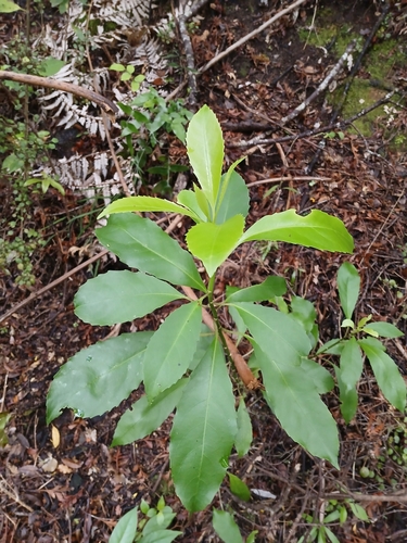 Image of Melicytus macrophyllus by (c) naturewatchwidow, some rights reserved (CC BY)