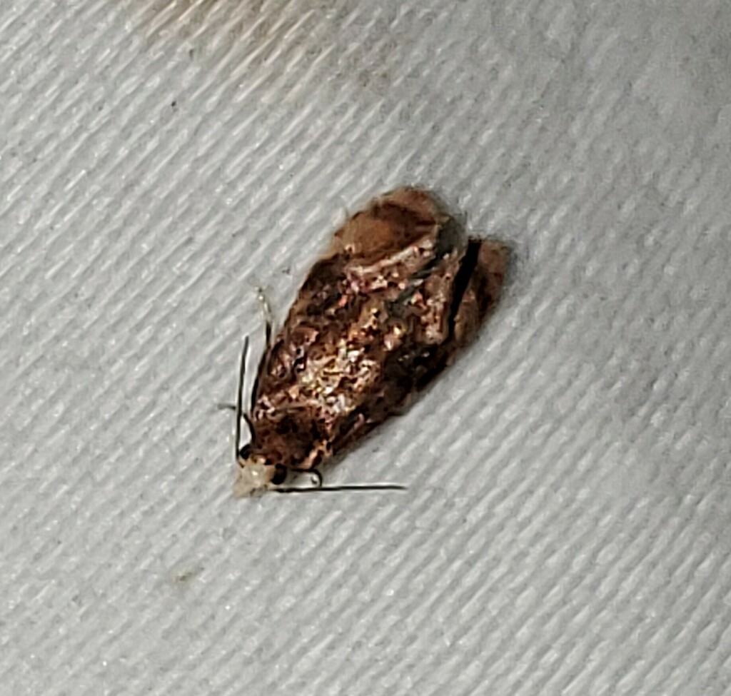 Skullcap Skeletonizer Moth from Newton County, TX, USA on October 1 ...
