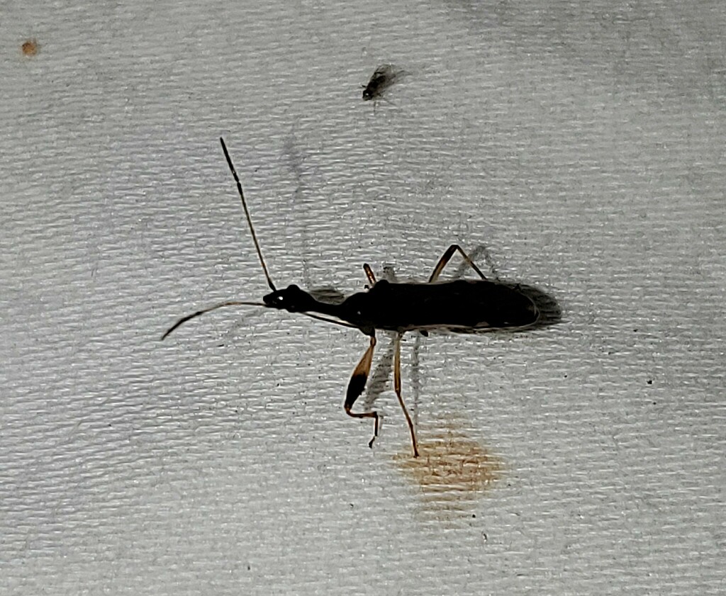Texas Seed Insect Long-necked Seed Bug from Newton County, TX, USA on October 1, 2024 at ...
