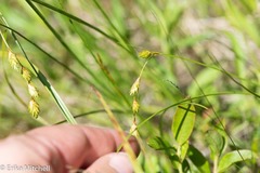 Carex hormathodes
