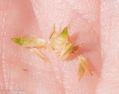 Carex hormathodes
