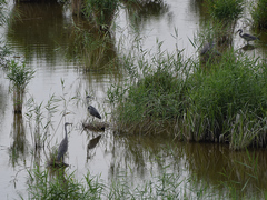 Ardea cinerea
