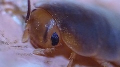 Myrmecoblatta hebardi
