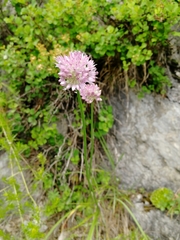 Allium strictum