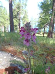 Pedicularis rubens