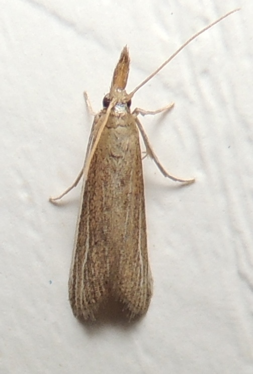 Anerastiini
