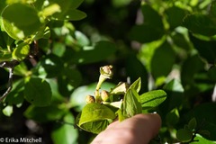 Exobasidium vaccinii-uliginosi