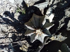 Astrophytum myriostigma